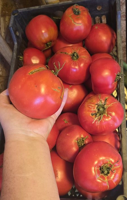 Продам помидоры дачные, крупные.1200тг за кг.