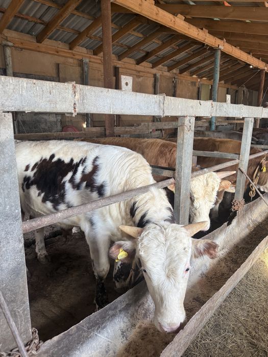 Продам бычков на откорме