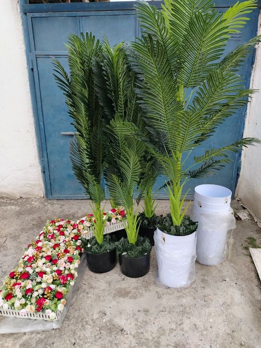 Суний ва декоротив гуллар 80мингдан бошлаб