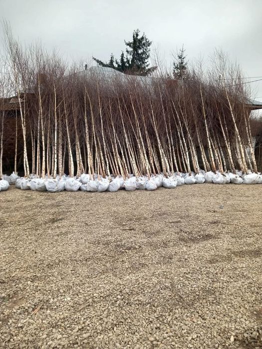 Vând plante ornamentale și livrez