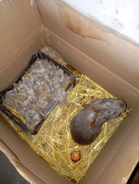 Қуйон ва болалари сотилади ва алмаштирилади