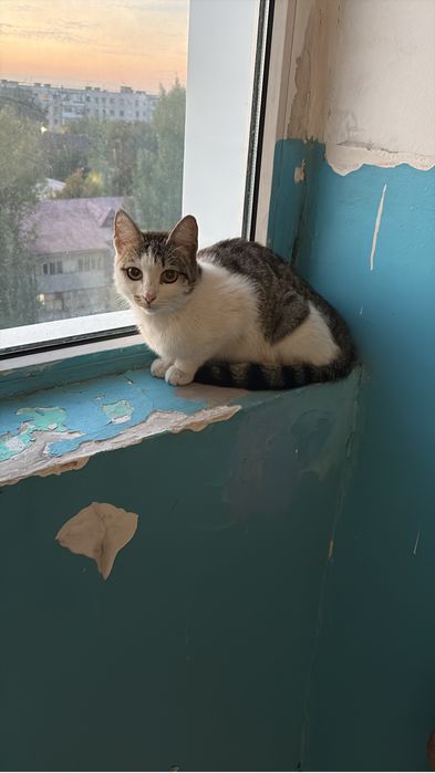 Котенок, девочка, 5 мес