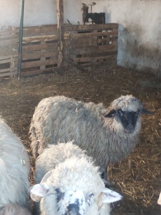 Vând mieluțe și oi