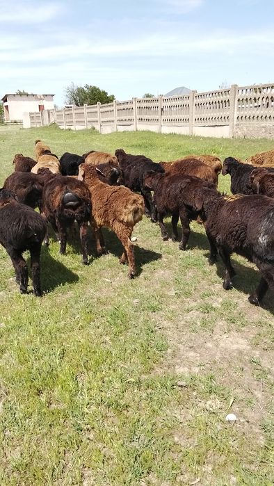 Продам декабрьский токты кошкар