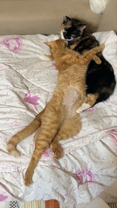 Кошка девочка стерилизована