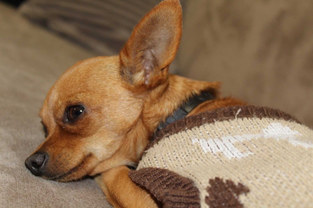 Подарявам пинчер на 4 години