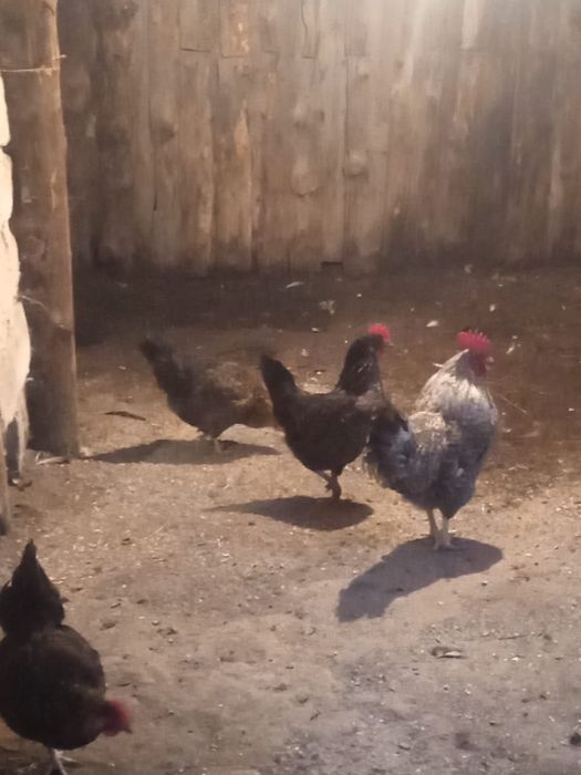 Куры домашние…..