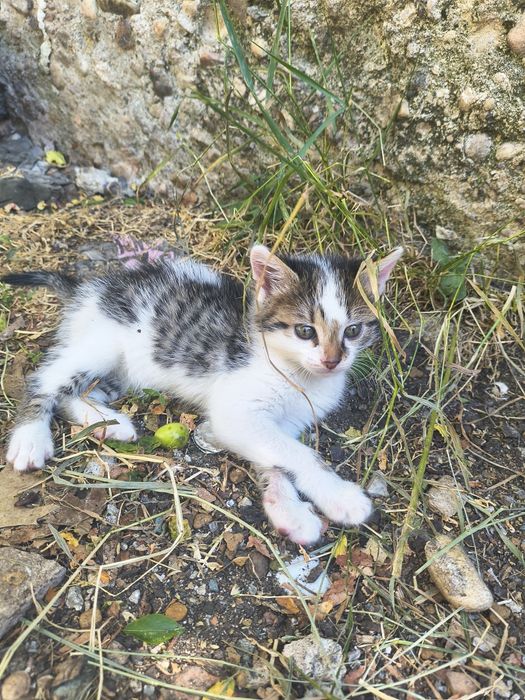 Подарявам котенца