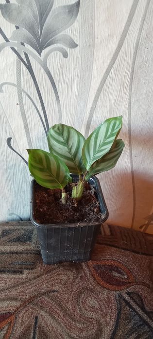 Продам цветы комнатные