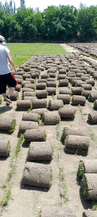 Gazon tayor  ruloni. uruğ xam sepamiz