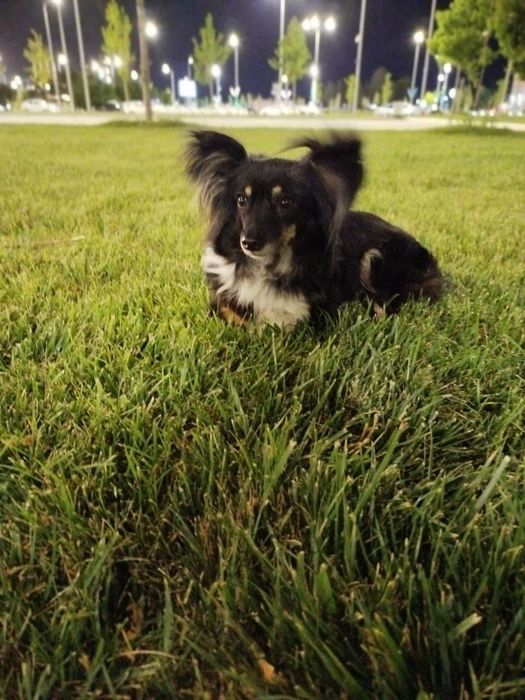 Питбуль и Чихуахуа смешанная с таксой