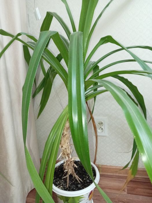 Цветок Панданус.18000