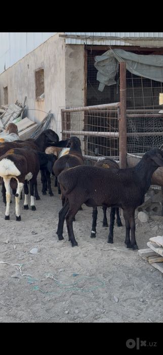 qoyla sotilad son kop narh vopshim arzon ammadan