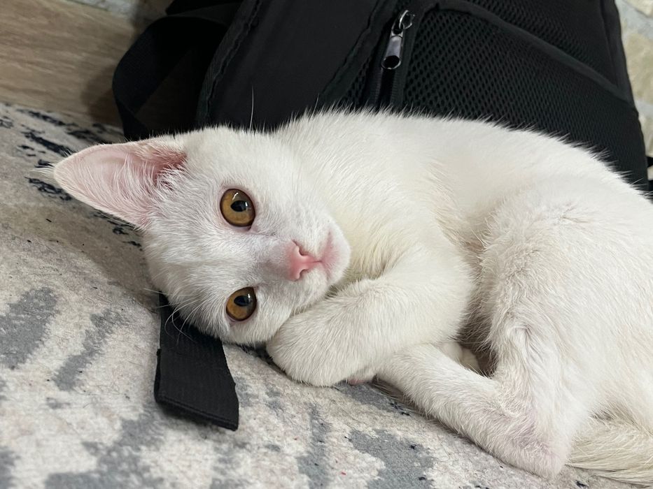 Turk angorasi sotiladi erkak 6 oylik emlangan lotokni 100% biladi