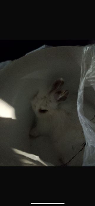 кролик  декларативный