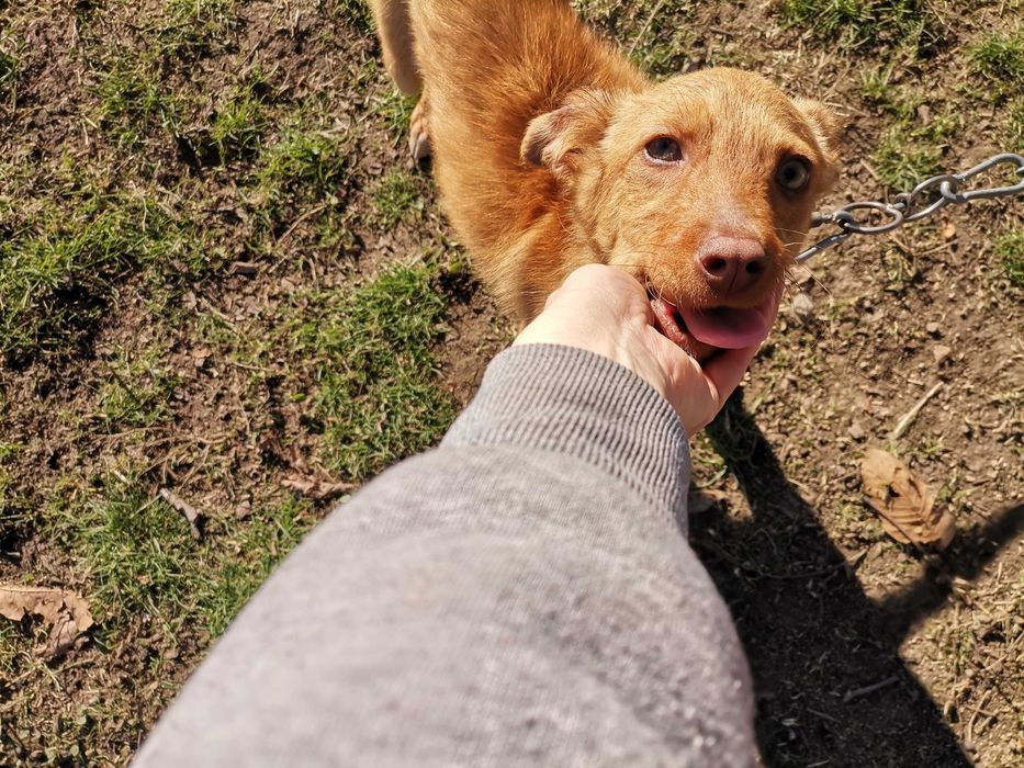 Мики спешно търси дом! Гр. Пловдив