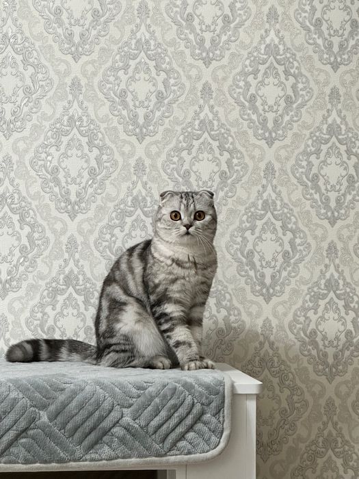 Кошка шотландская