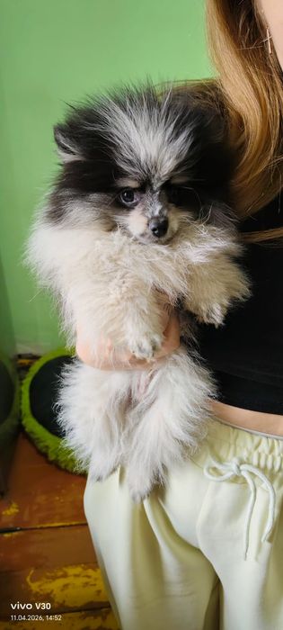 Мальчик Померанский шпиц