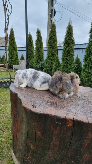 Vând pereche berbec german