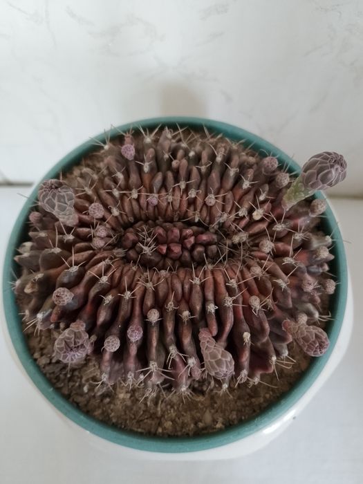 Необычный коллекционный кактус. В цветении