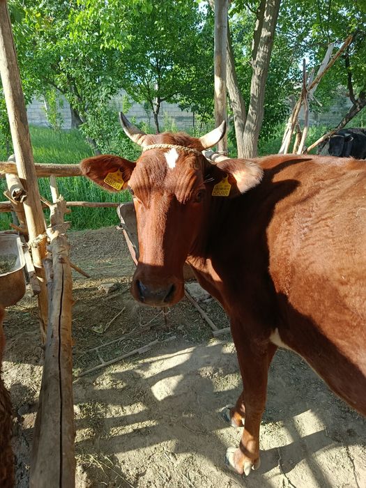 Sigir 2 ta tuqqan yosh semiz  qisir sigir sotiladi