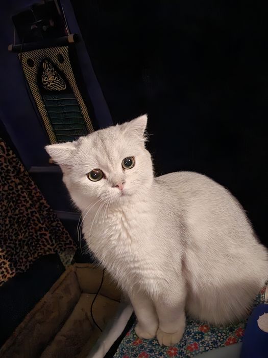 Шиншилла кошка. Мушук
