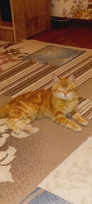 СКОТИШ  ФОЛД сотилади