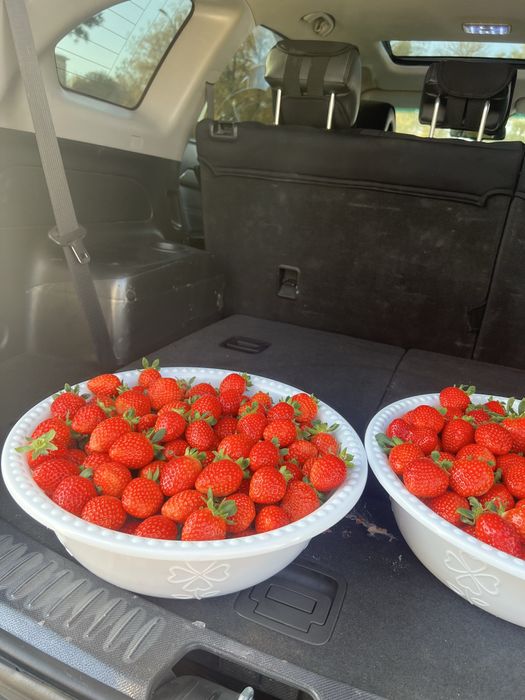 Klubnika Клубника Qulupnay OPTOM narx