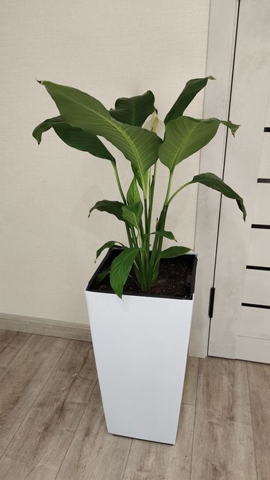 Спатифилум, Женское счастье.