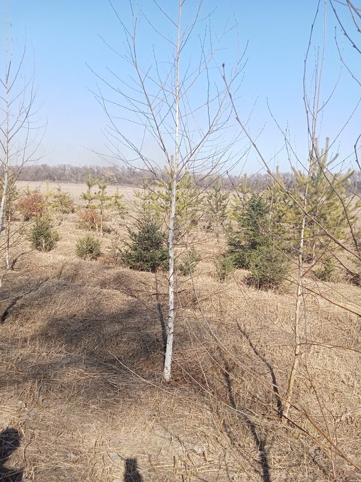 Пихта разных размеров