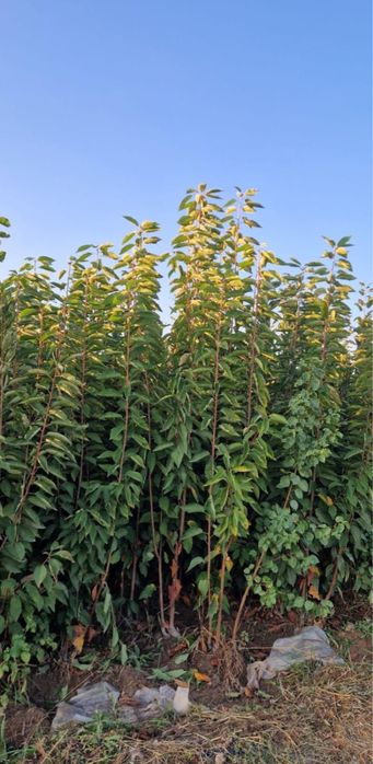 сажанцы яблок.