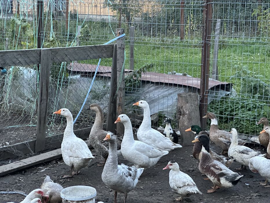 Rate si gaste de vanzare