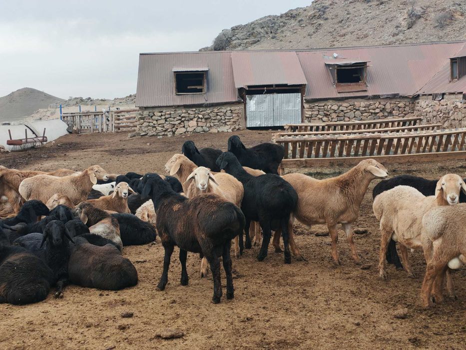 10-11 айлык токты кошкарлар