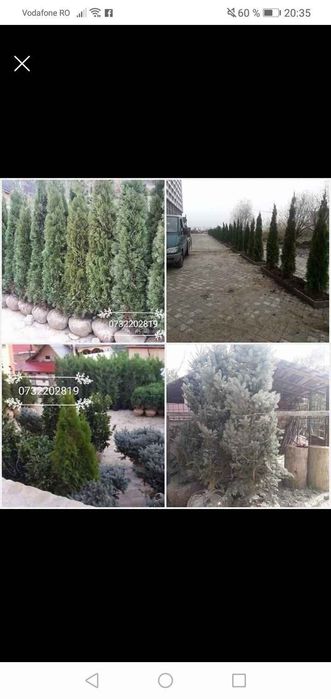 Tuia leilandy cu balot de pământ crescute la ghiveci