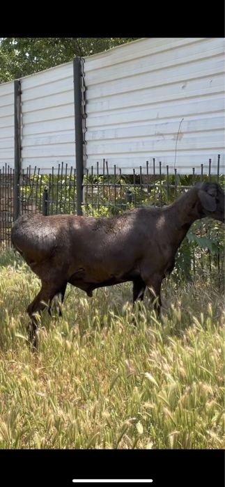 Aqiqa uchun qo’chqorlar bor