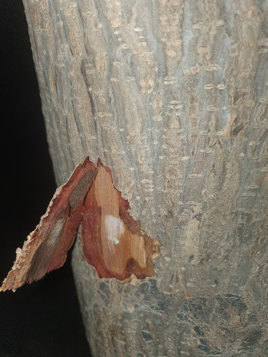 Павлония дарахти сотилади