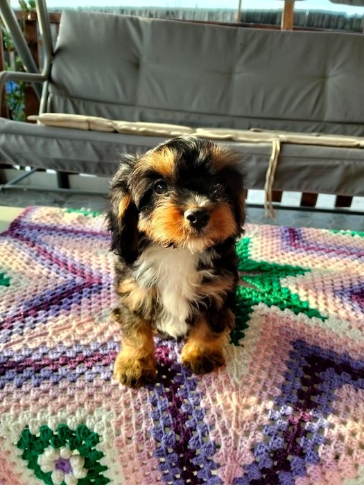 Cavapoo baetel triicolor