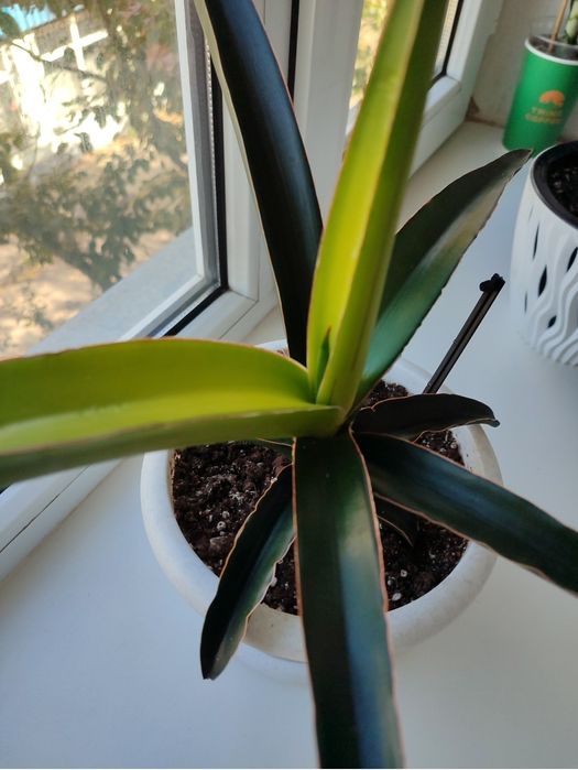 Продам сансевиерию "канарейка"