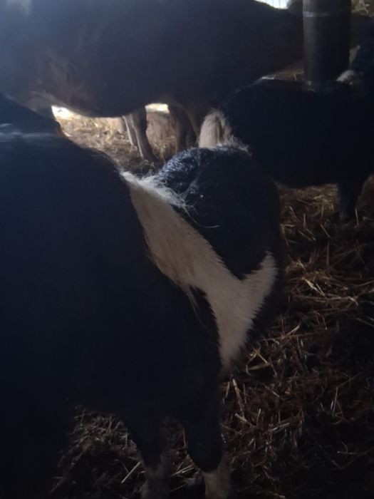 Vând armăsari de ponei