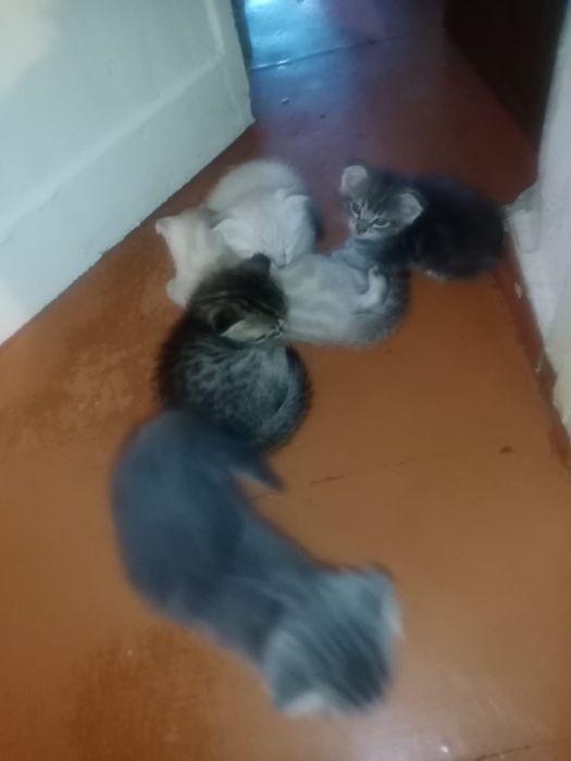 Котята породистые