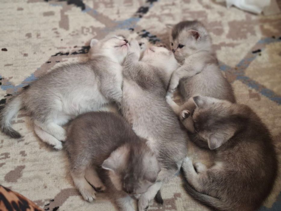 Mushuk bolasi sotiladi (Shinshilla poroda)