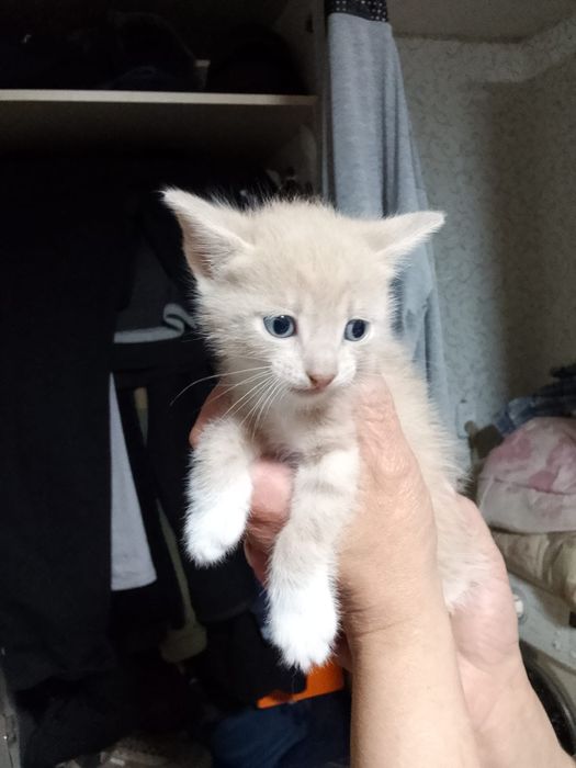Отдам даром котят
