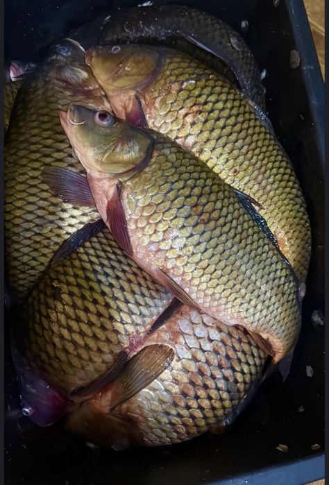 Продам судак срочно