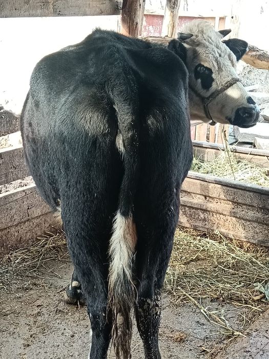 Бузаулы сиыр сатылады