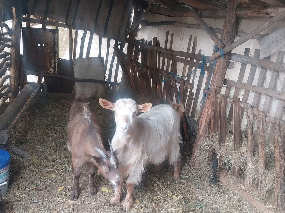 Vând 2 capre  de detalii în privat
