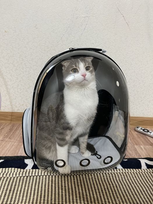 Шотландские кошка