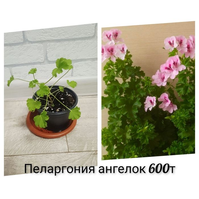 Комнатные разные цвета в наличии