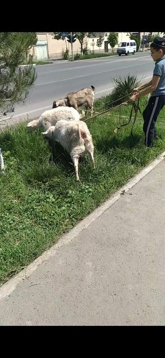 Kami bor Egzakchi Echki 1-ta onasi 2-ta bolasi 1-tasi taka 3-tasi 5 5