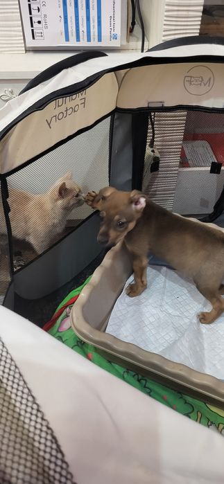 Супер собачка ищет добрые ручки