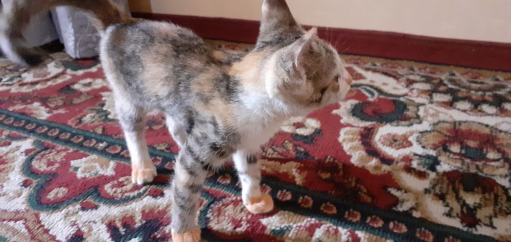 Mushuk sotiladi erkatoy